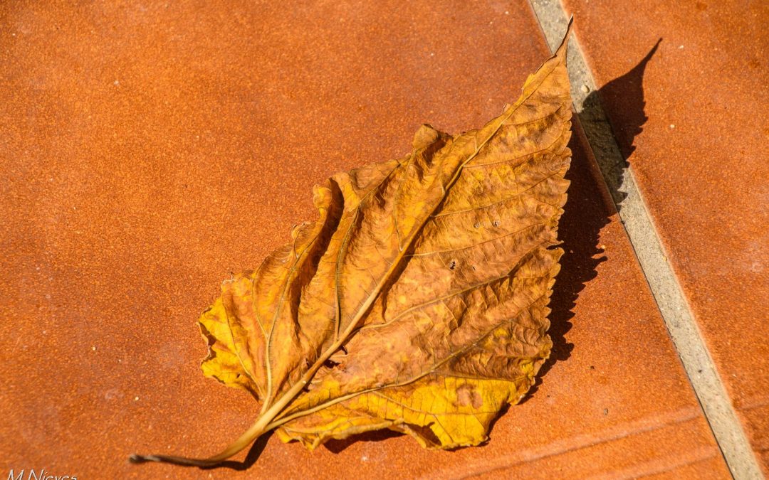 Després d’Aitor, una D.A.N.A o Vaguada podrà complicar l’oratge la pròxima setmana 🌀🍁🍂⛈️🌧