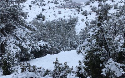 Última hora!! De fortes gelades a una borrasca que podrà portar pluja i neu entre dijous-divendres.