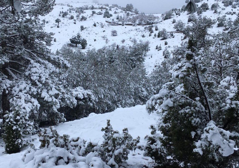 Última hora!! De fortes gelades a una borrasca que podrà portar pluja i neu entre dijous-divendres.